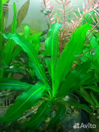 Эхинодорусы Криптокорины