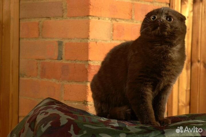 Шотландский кот