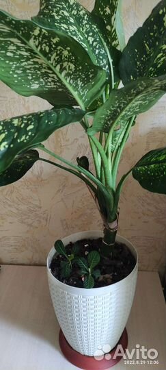 Диффенбахия, комнатное растение