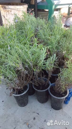 Крымская Лаванда сорт 