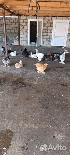 Куры брама