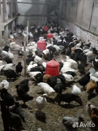 Цыплята помесь