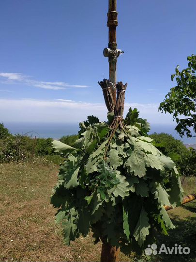 Дубовые веники для бани