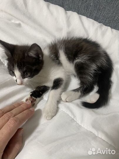 Котенок в добрые руки