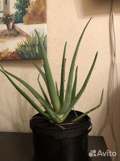 Алоэ вера 5 лет