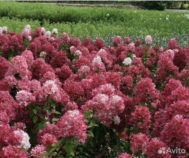 Гортензия метельчатая Даймонд руж