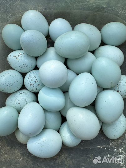 Перепелки селадон несушки