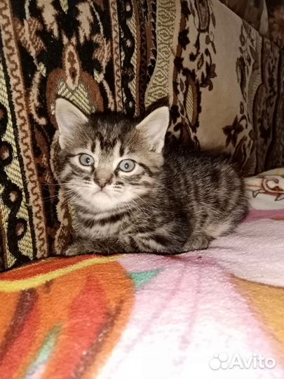 Кошка в дар бесплатно