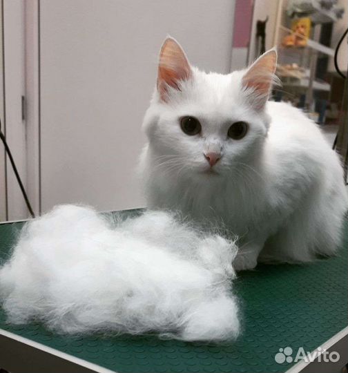 Груминг собак и кошек