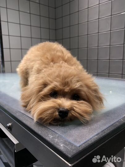 Груминг собак