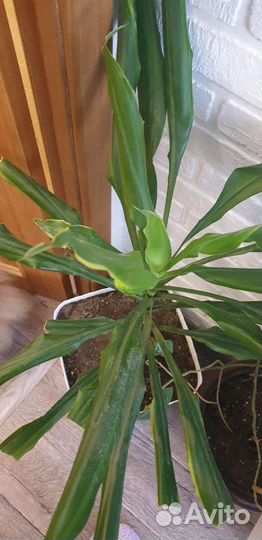 Пальма юкка большая напольная