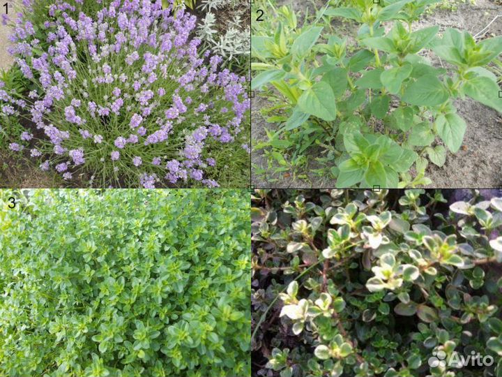 Мята, тимьян, душица и др