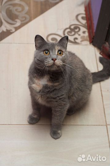 Кошка Плюшка)