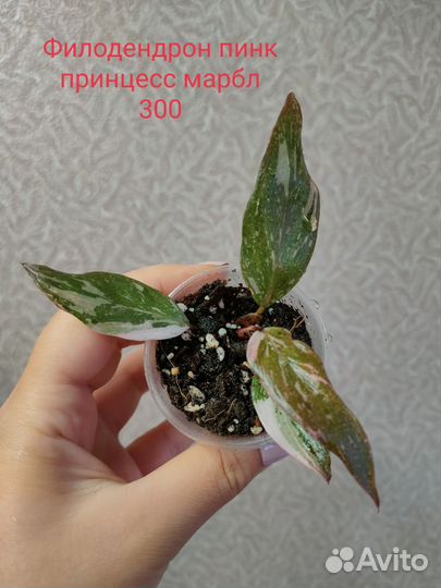 Филодендроны