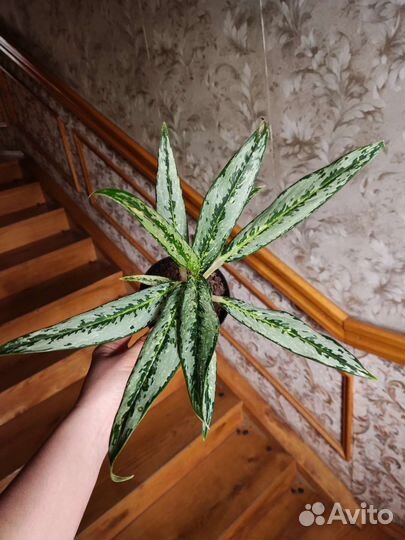 Аглаонема брызги шампанского