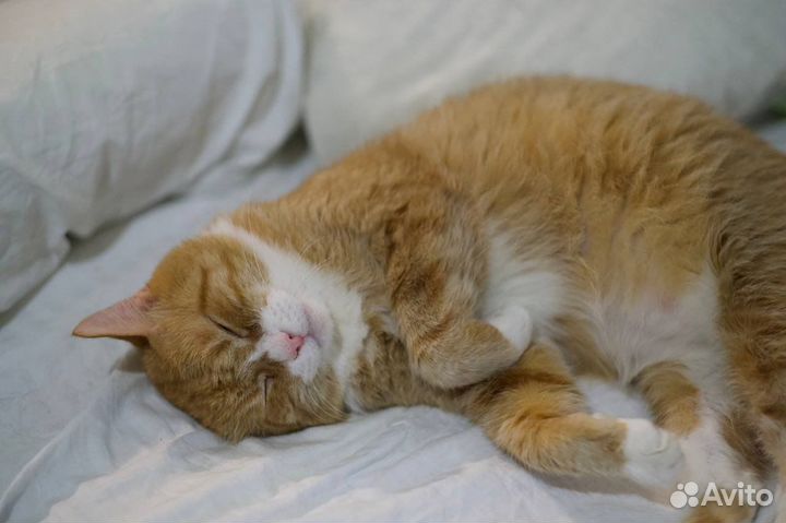 Честер (кот, 10-12 лет)