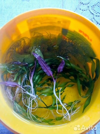 Валиснерия, криптокорина