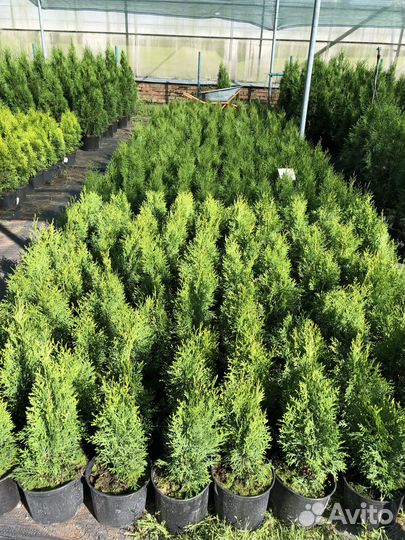 Туя западная Смарагд