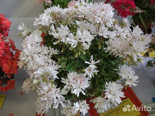 Пеларгония герань сортовая