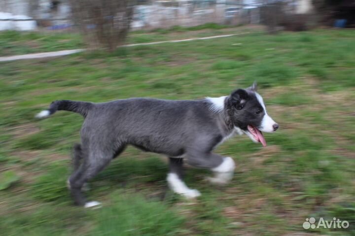 Бордер колли