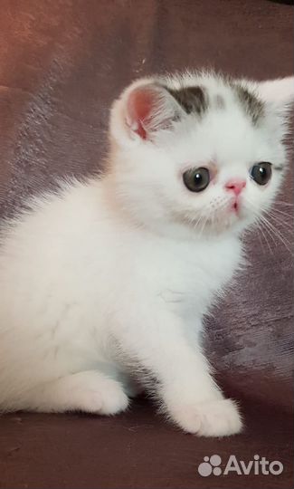 Котики экзотики