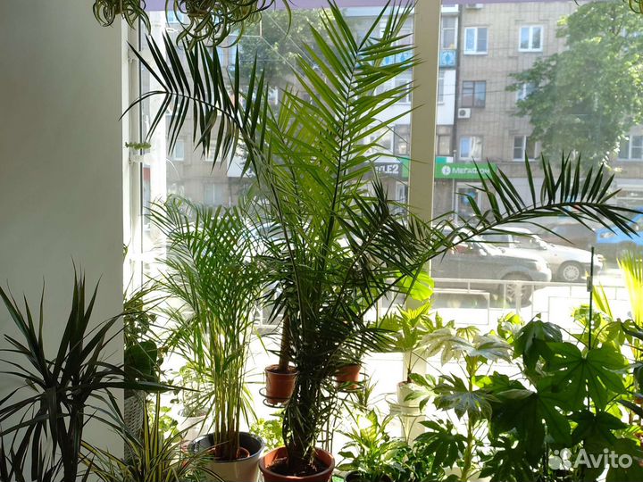 Комнатные растения