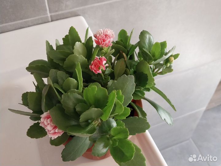 Каланхоэ лечебное