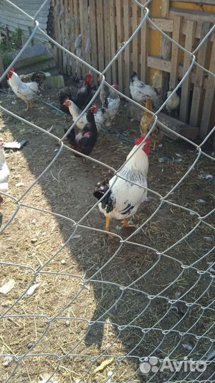 Куры петухи