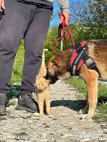 Собака в добрые руки отдам бесплатно