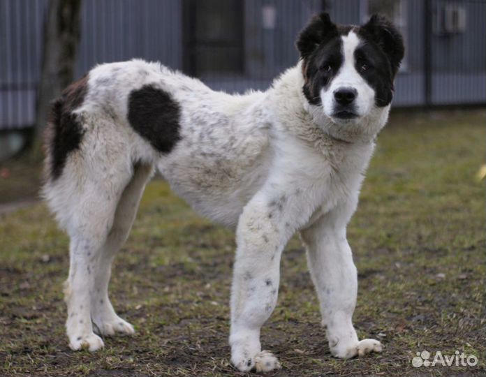 Среднеазиатская овчарка