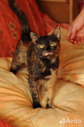 Кошки в добрые руки бесплатно