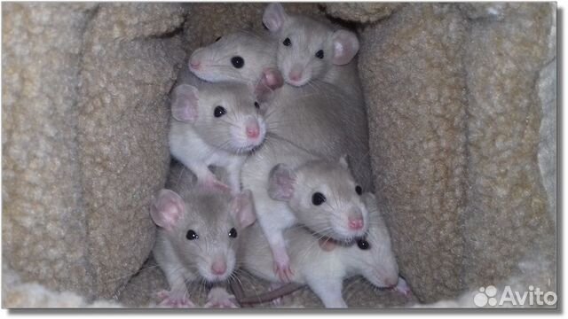 Крысята Дамбо (крысы гималайские) питомник