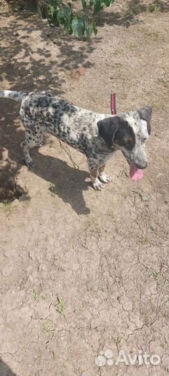 Долматинец