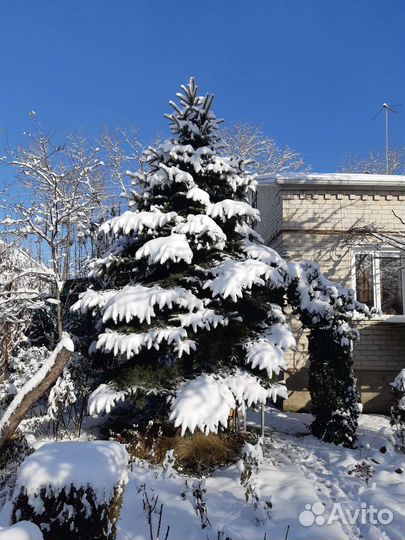 Ель голубая