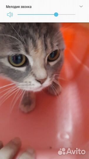 Шотландская