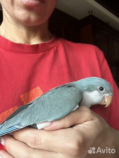 Попугаи Монах калита Квакер