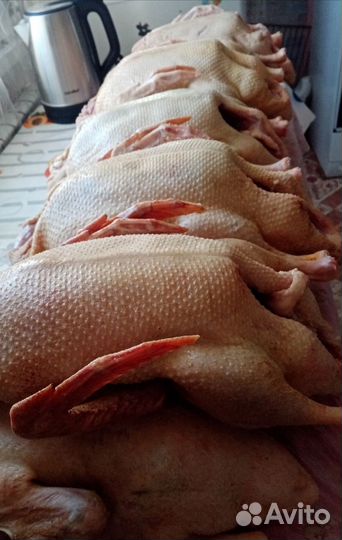 Мясо индейки, утки