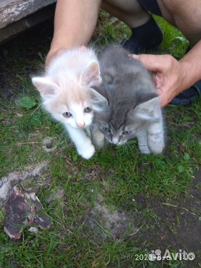 Котята пушистики ищут дом, семью и друга