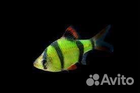 Аквариумные рыбки