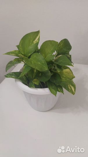 Эпипремнум золотистый Epipremnum aureum сциндапсус