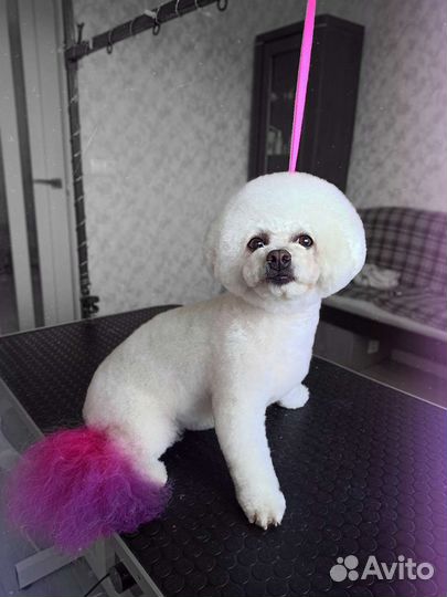 Стрижка собак и кошек в Люберцах (Груминг, грумер)