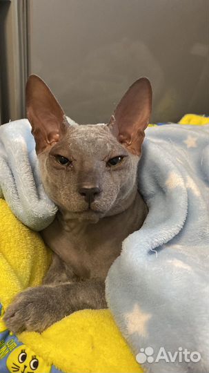 Донской сфинкс вязка