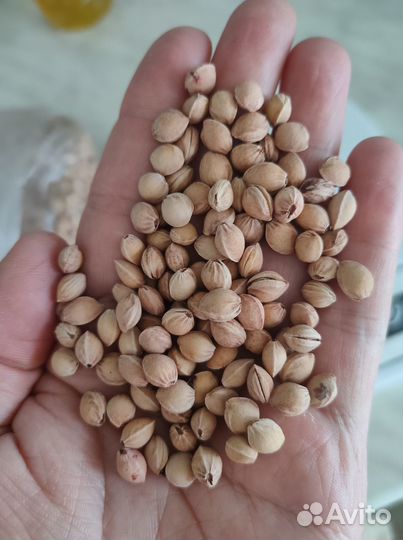 Вишневые косточки