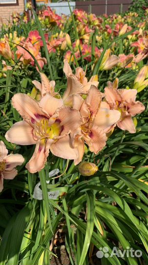Лилейники сортовые 30 р
