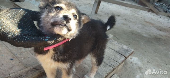 Щенки хаски бесплатно