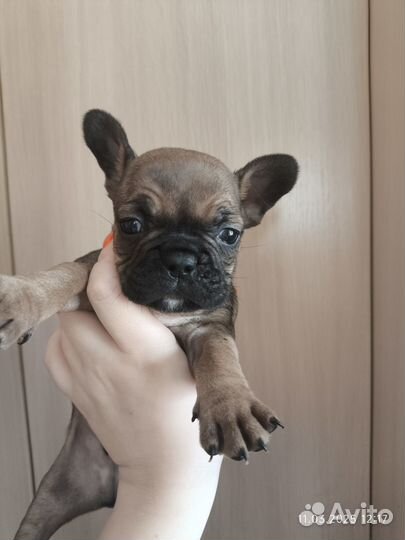 Французский бульдог