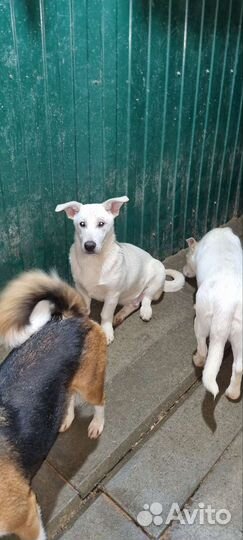 Собаки бесплатно в добрые руки щенки