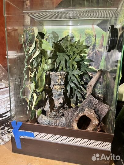 Террариум для бананоеда / эублифара