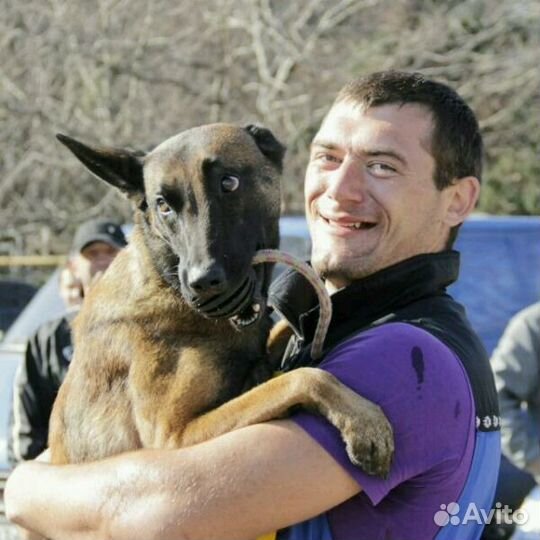 Услуги Кинолога. Дрессировка. Передержка