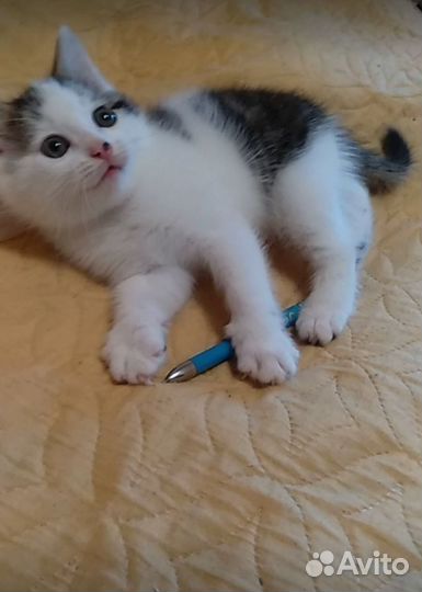 Котенок в добрые руки
